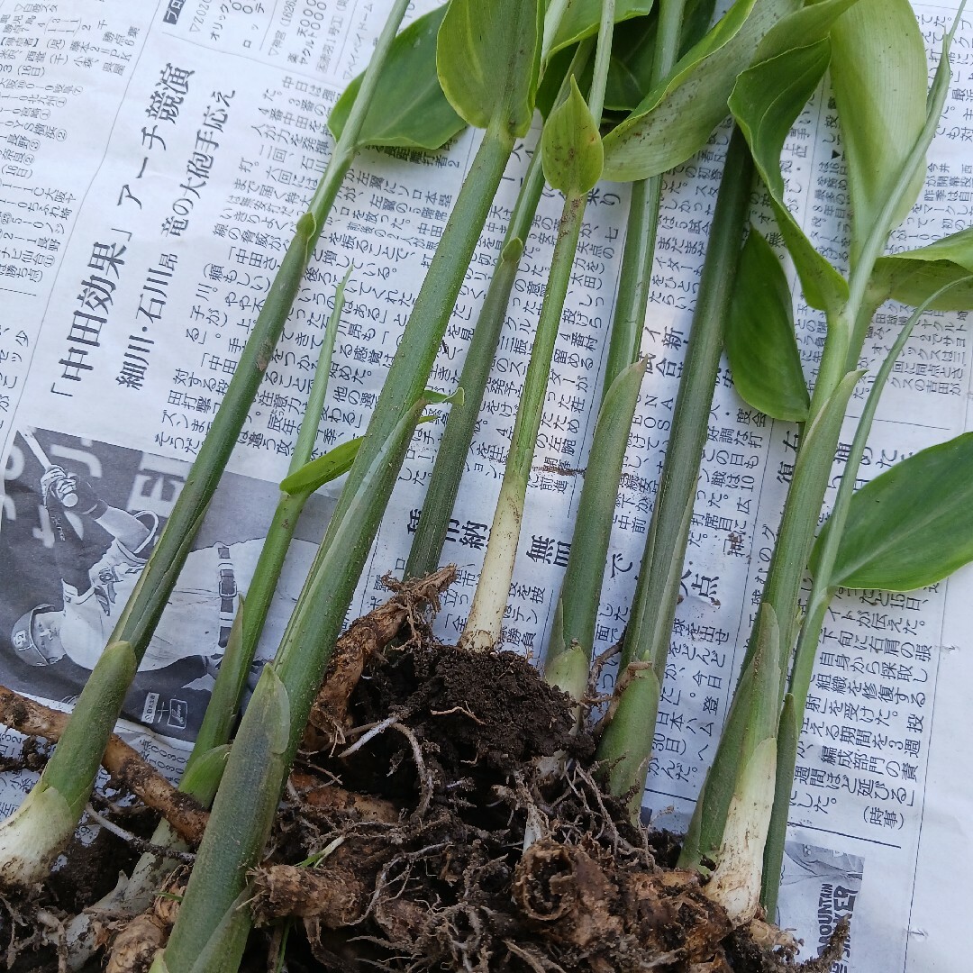 みょうが苗　茗荷　野菜苗　家庭菜園　10本　ネコポス箱　敷地隅っこ有効利用 食品/飲料/酒の食品(野菜)の商品写真