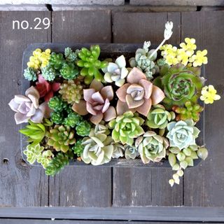 no.29多肉植物抜き苗22種セット