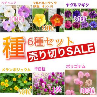 種6種セット  売り切りSALE⑧(その他)