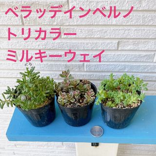 ■多肉植物■ベラッデインベルノ、トリカラー、ミルキーウェイ(その他)