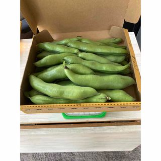 農薬不使用そら豆香川県産、コンパクトBOXいっぱい(野菜)