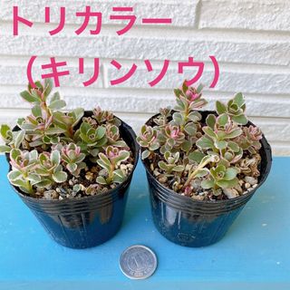 ■多肉植物■トリカラー（キリンソウ）　抜き苗2個(その他)