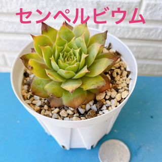 ■多肉植物■センペルビウム① 抜き苗(その他)