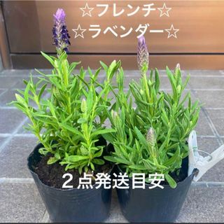 2A ☆フレンチラベンダー☆根付き苗☆ 暑さ寒さに強く☆お花も可愛い☆(プランター)