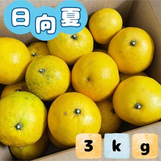 福岡県産とれたて日向夏3kg ニューサマーオレンジ