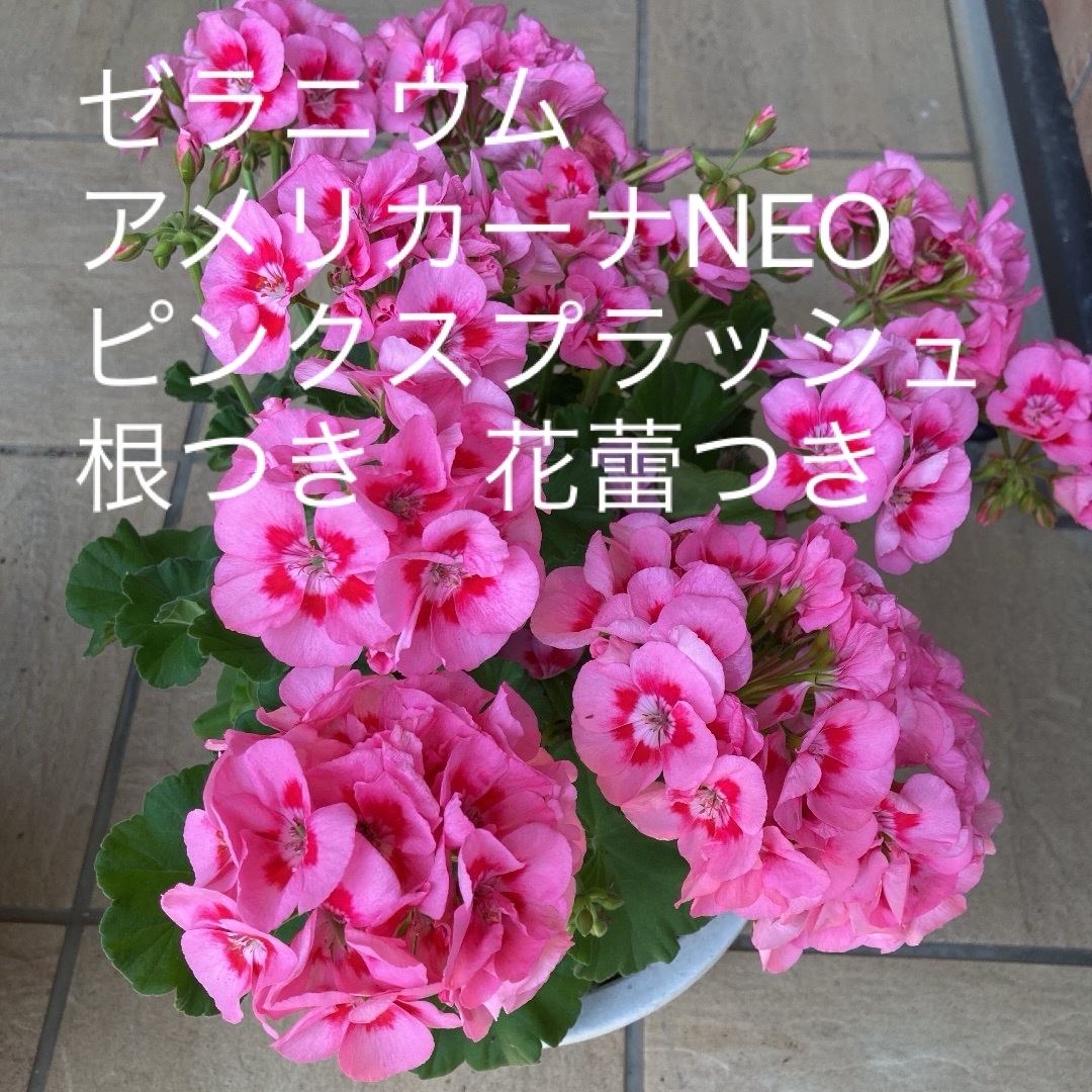 ゼラニウム　アメリカーナNEO ピンクスプラッシュ　根つき　花蕾つき ハンドメイドのフラワー/ガーデン(その他)の商品写真