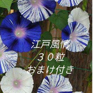 花の種　朝顔　江戸風情の種　おまけ付き(その他)