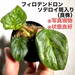 ◆ フィロデンドロンソデロイバリエガータ   #植物さかな屋　観葉植物(その他)