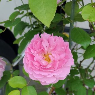 薔薇苗(その他)