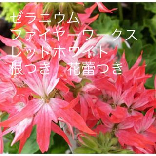 ゼラニウム　ファイヤーワークス　レッドホワイト　根つき　花蕾つき(その他)