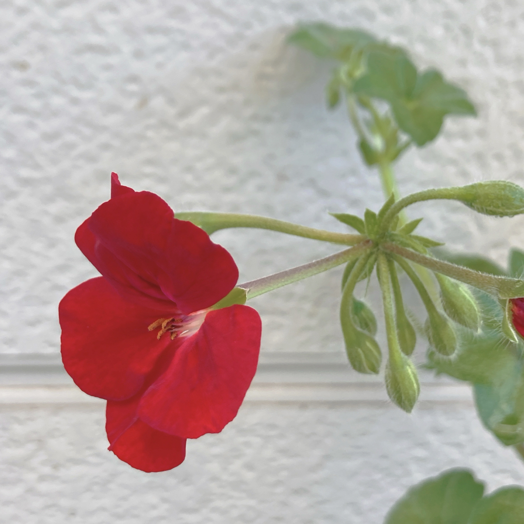 真紅のアイビーゼラニウム　ポット苗 ハンドメイドのフラワー/ガーデン(プランター)の商品写真