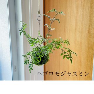 ハゴロモジャスミンの苔玉　ハンギング(その他)