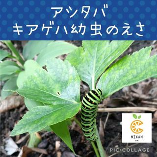 アシタバ　ミツバ　パセリ(虫類)