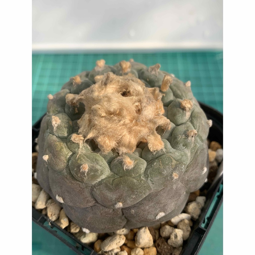 10 大疣銀冠玉　袖台接ぎ降し　鉢付　Lophophora williamsii ハンドメイドのフラワー/ガーデン(プランター)の商品写真