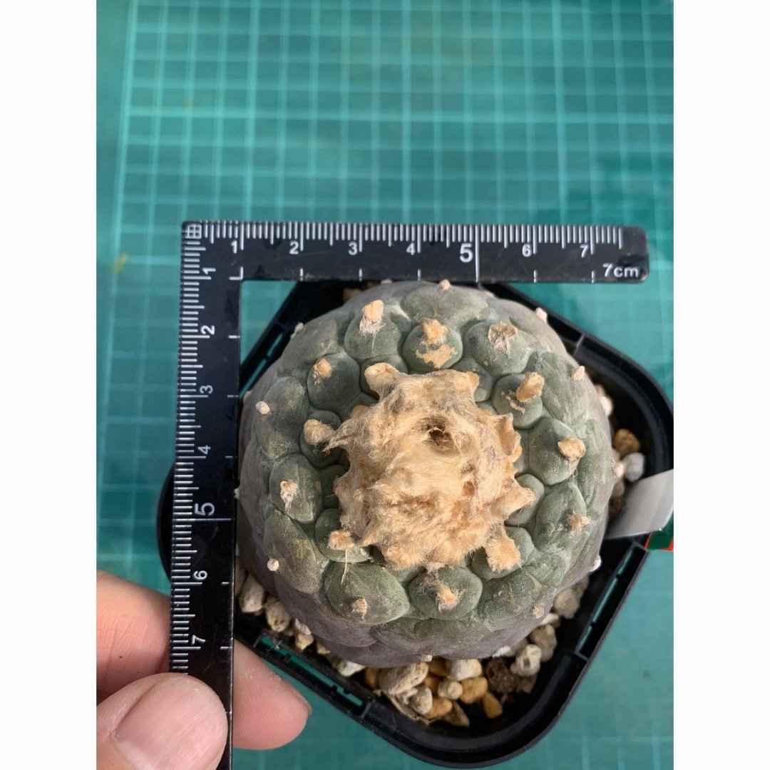 10 大疣銀冠玉　袖台接ぎ降し　鉢付　Lophophora williamsii ハンドメイドのフラワー/ガーデン(プランター)の商品写真