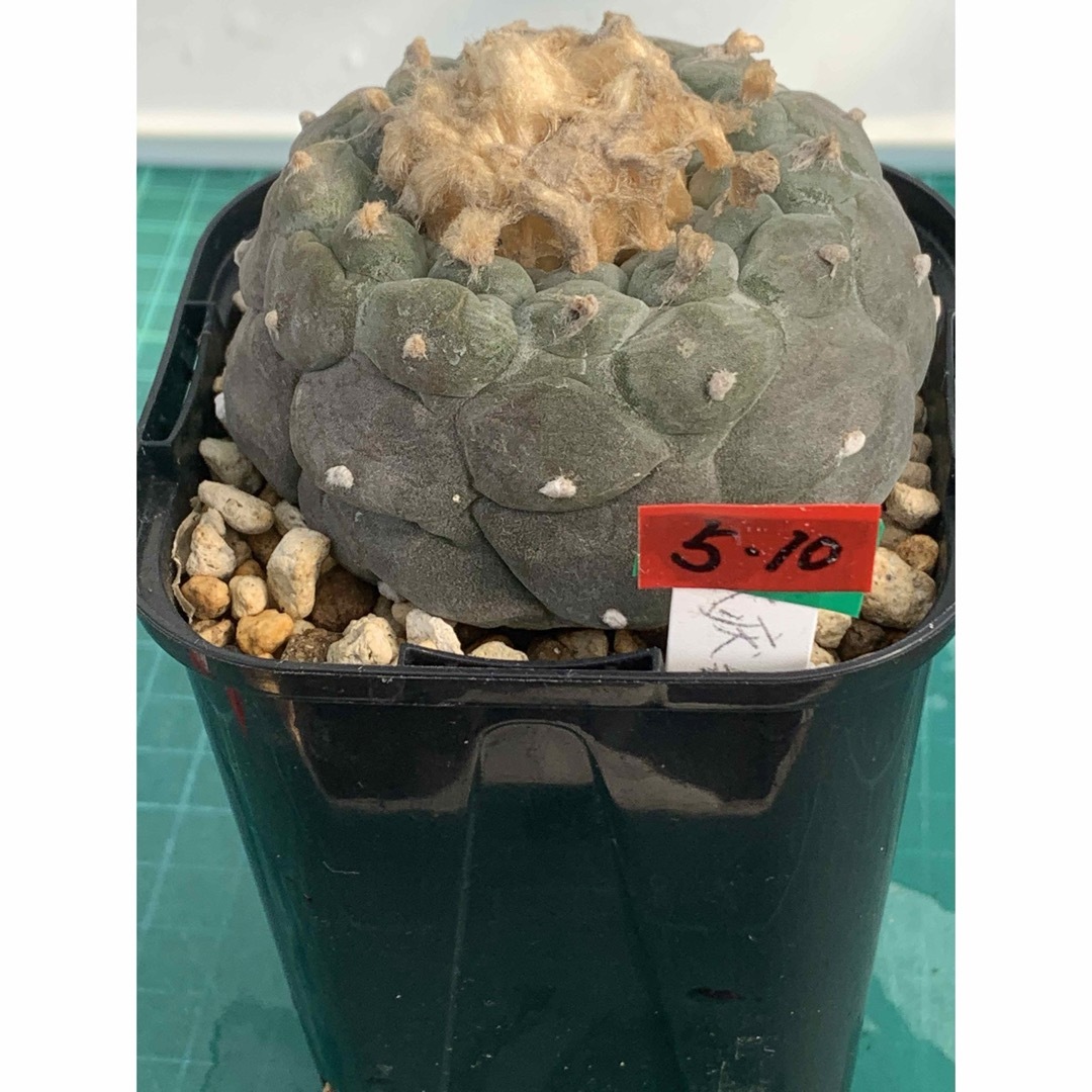 10 大疣銀冠玉　袖台接ぎ降し　鉢付　Lophophora williamsii ハンドメイドのフラワー/ガーデン(プランター)の商品写真