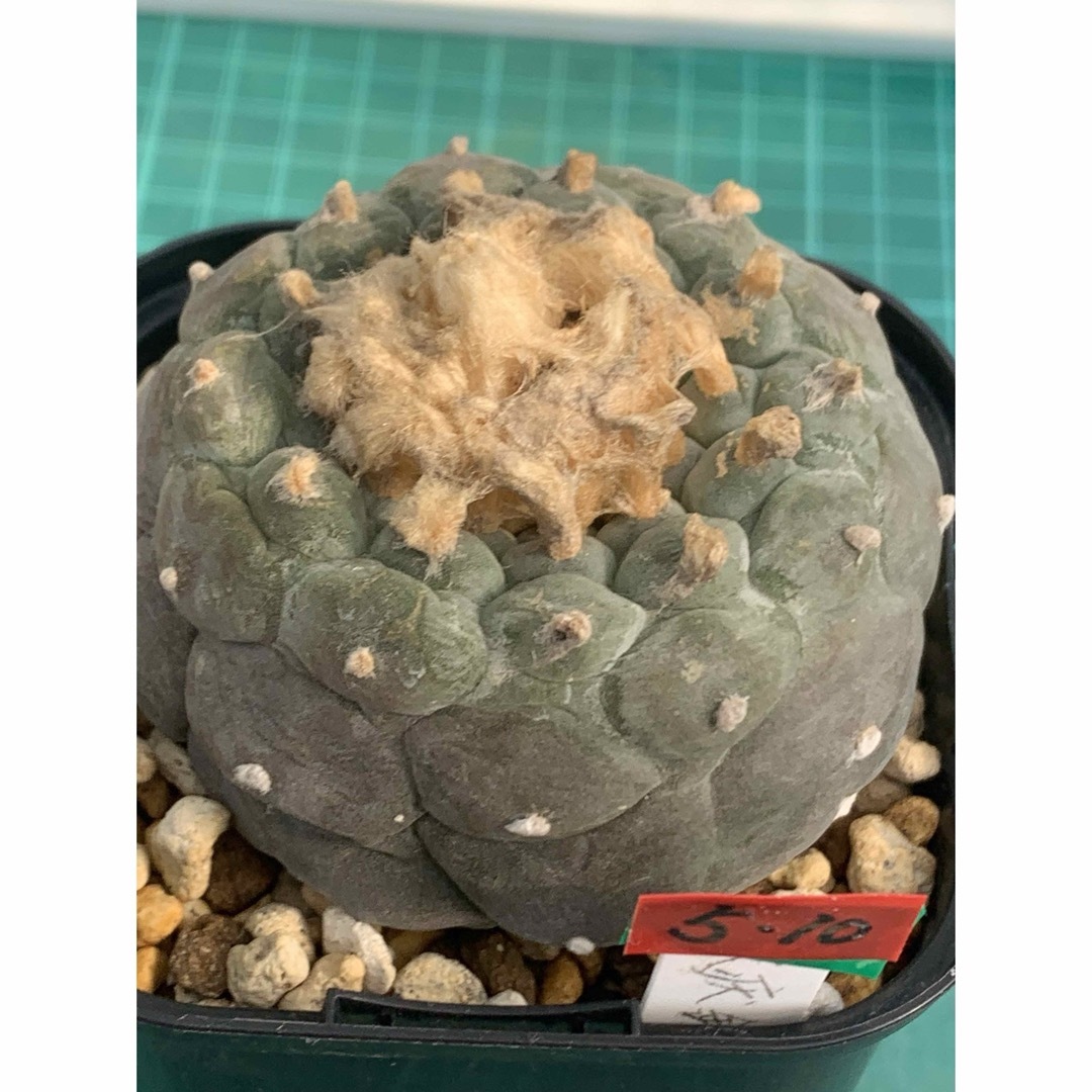 10 大疣銀冠玉　袖台接ぎ降し　鉢付　Lophophora williamsii ハンドメイドのフラワー/ガーデン(プランター)の商品写真