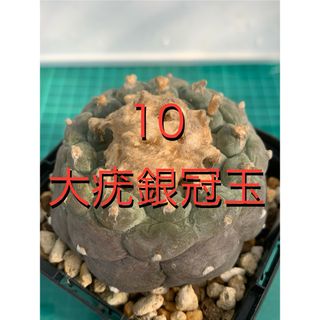 10 大疣銀冠玉　袖台接ぎ降し　鉢付　Lophophora williamsii(プランター)