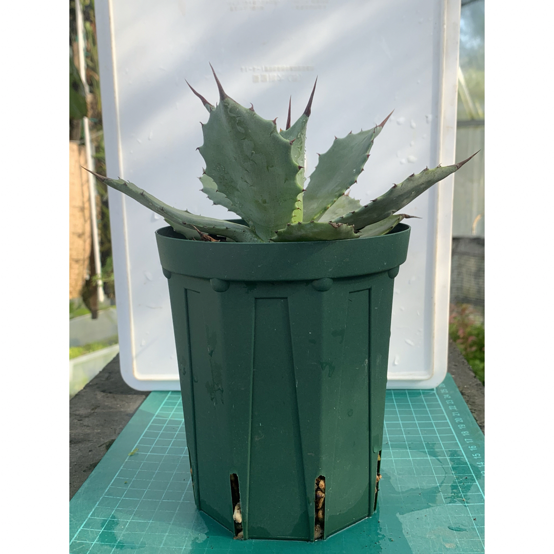 10 アガベ　ヒエミフローラ　鉢付　Agave hiemiflora ハンドメイドのフラワー/ガーデン(プランター)の商品写真