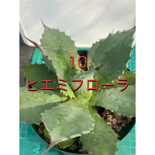 10 アガベ　ヒエミフローラ　鉢付　Agave hiemiflora(プランター)