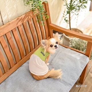 CAINZ カインズ　異素材MIXカットソー  Lサイズ ペット服　犬服(犬)