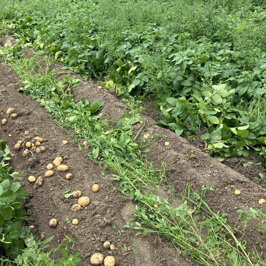 新鮮‼️取り立て‼️徳島産無農薬　キタアカリ　SS10キロ 食品/飲料/酒の食品(野菜)の商品写真