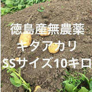 新鮮‼️取り立て‼️徳島産無農薬　キタアカリ　SS10キロ(野菜)