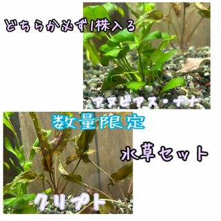 水草5本セット③(アクアリウム)