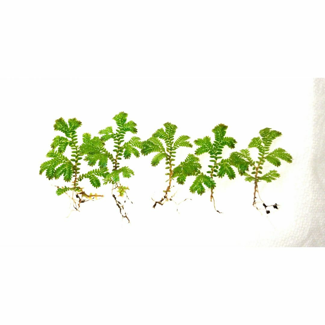 コンテリクラマゴケ（シダ植物） ハンドメイドのフラワー/ガーデン(その他)の商品写真