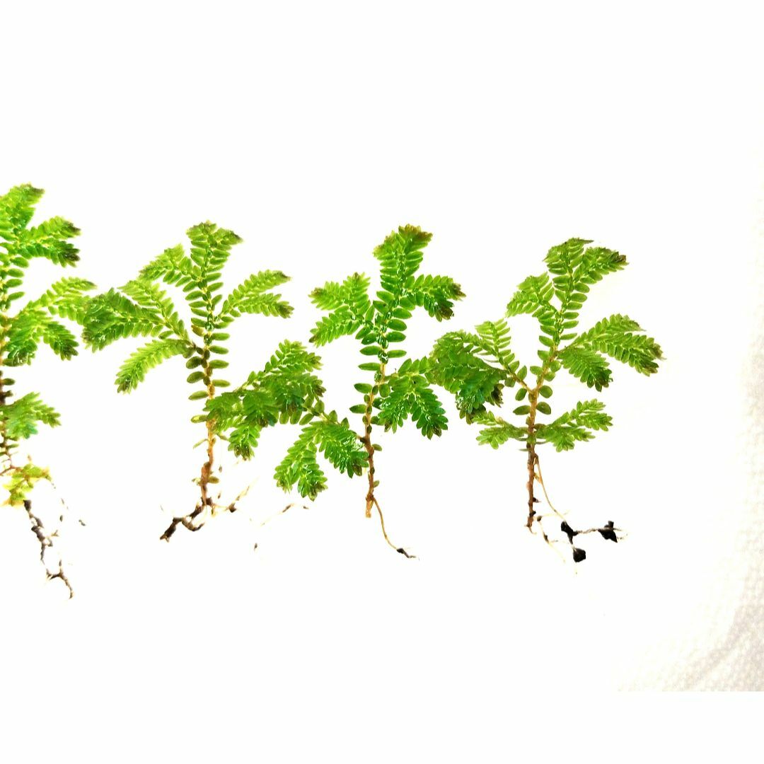 コンテリクラマゴケ（シダ植物） ハンドメイドのフラワー/ガーデン(その他)の商品写真