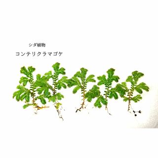 コンテリクラマゴケ（シダ植物）(その他)