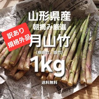 山形産　朝摘天然訳月山竹(根曲竹)約1kg　姫竹　天麩羅　春野菜山菜根曲がり竹(野菜)