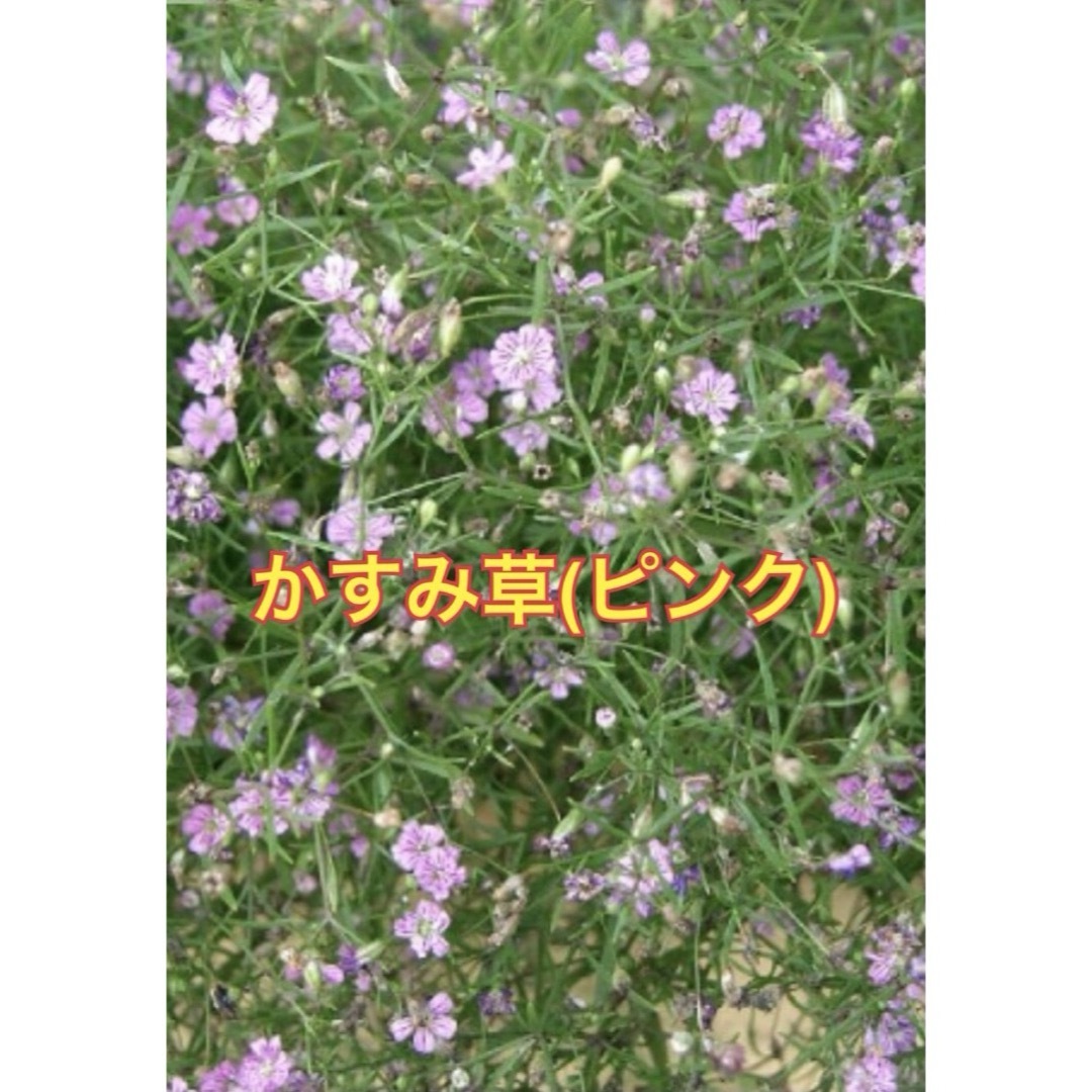 かすみ草(ピンク) ハンドメイドのフラワー/ガーデン(その他)の商品写真