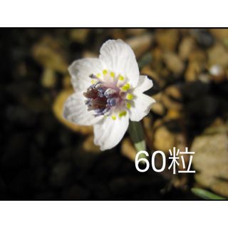 セツブンソウ　節分草　種子　60粒(その他)