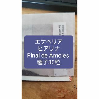 エケベリア　ヒアリナ, Pinal de Amoles 種子30粒(その他)