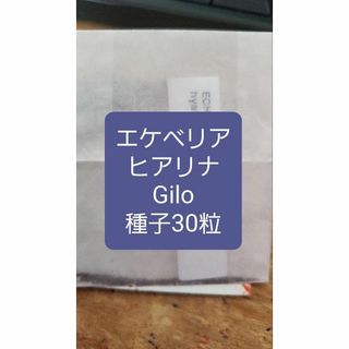 エケベリア　ヒアリナ, Gilo 種子30粒(その他)