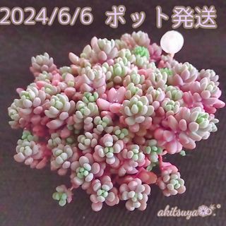 ①【美品】ポットごと発送 紅葉グラデーションの パープルヘイズ❤ 多肉植物(その他)