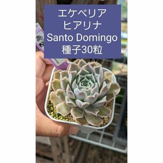 エケベリア　ヒアリナ, Santo Domingo 種子　30粒(その他)