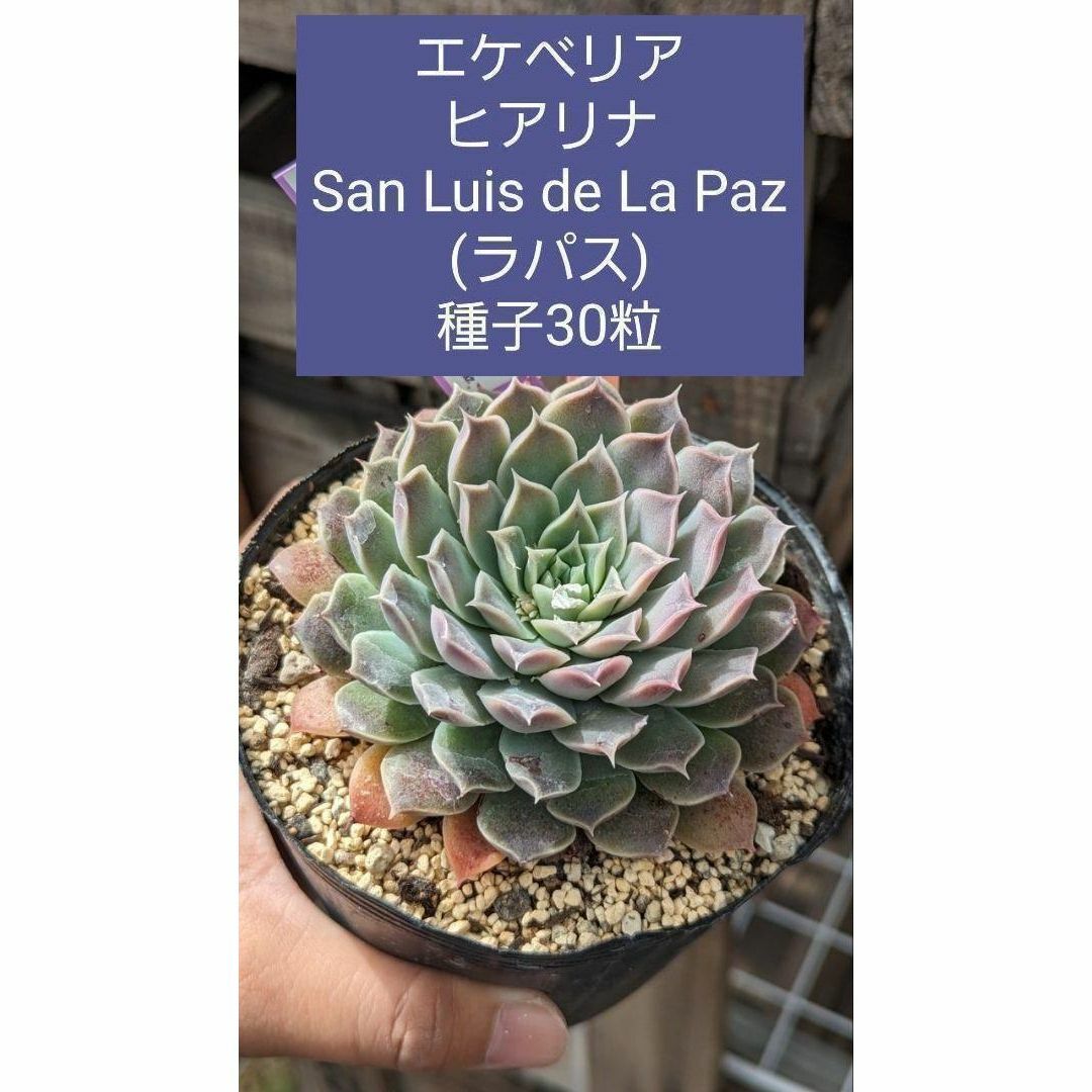 エケベリア　ヒアリナ, San Luis de La Paz ラパス　種子30粒 ハンドメイドのフラワー/ガーデン(その他)の商品写真