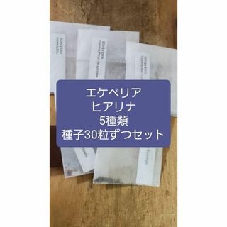 エケベリア　ヒアリナ　種子5種類　30粒ずつセット(その他)