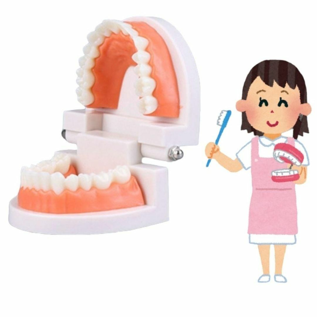 ❤虫歯予防❤歯磨きトレーニング 歯 模型 歯列模型 歯医者 保育園 歯磨き練習 コスメ/美容のオーラルケア(その他)の商品写真