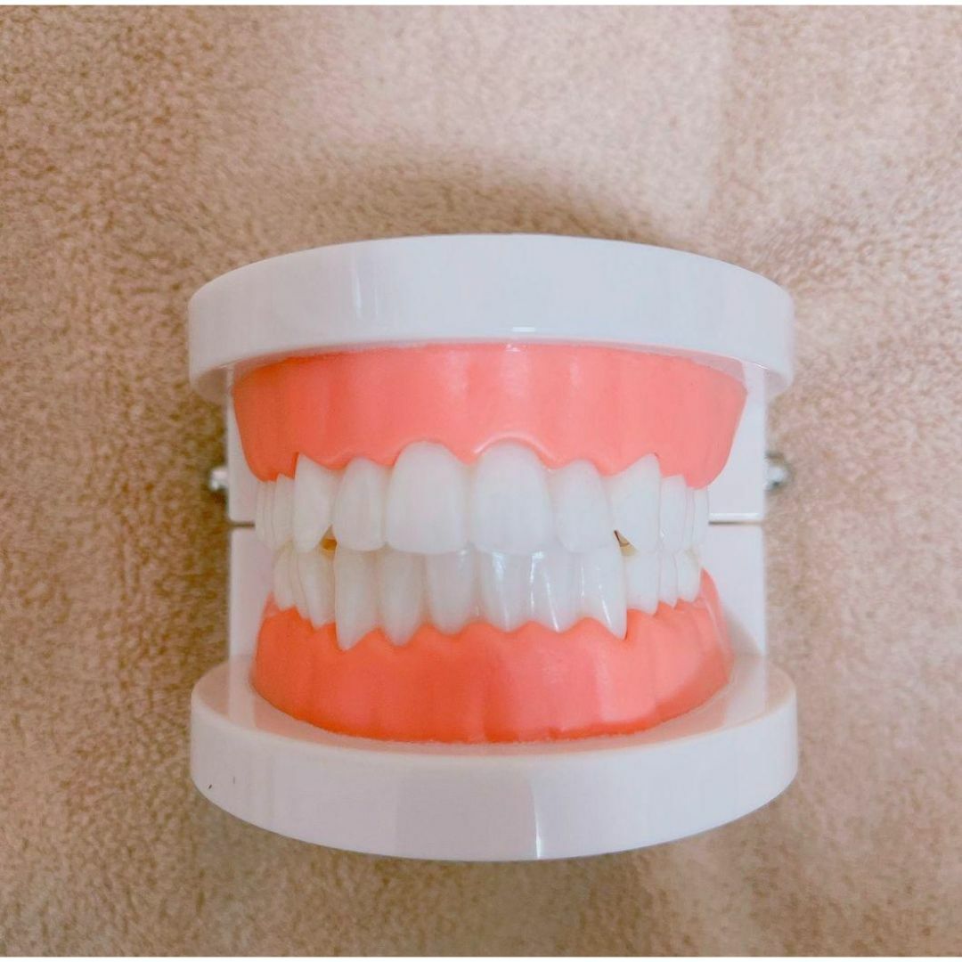 ❤虫歯予防❤歯磨きトレーニング 歯 模型 歯列模型 歯医者 保育園 歯磨き練習 コスメ/美容のオーラルケア(その他)の商品写真