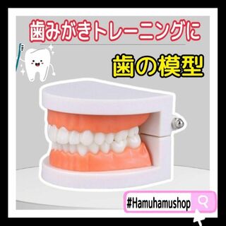 ❤虫歯予防❤歯磨きトレーニング 歯 模型 歯列模型 歯医者 保育園 歯磨き練習(その他)