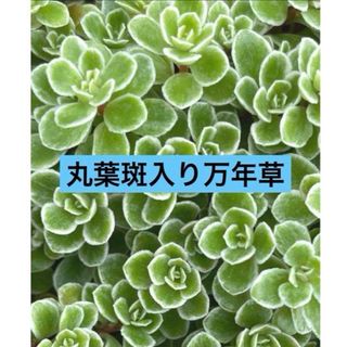 多肉植物　 丸葉斑入り万年草 カット苗　30カット (その他)