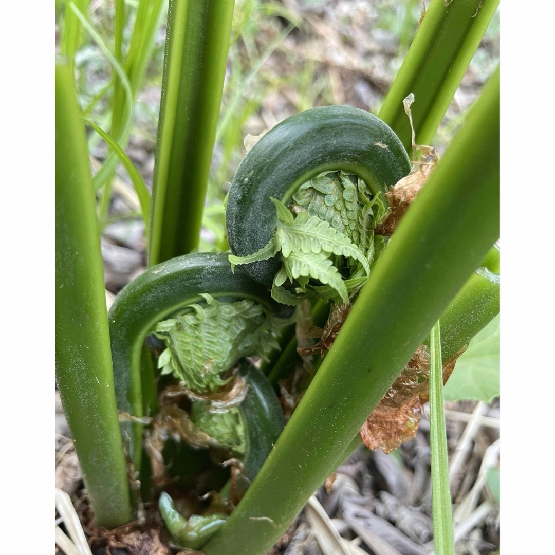 【北海道産】こごみ　500g 食品/飲料/酒の食品(野菜)の商品写真