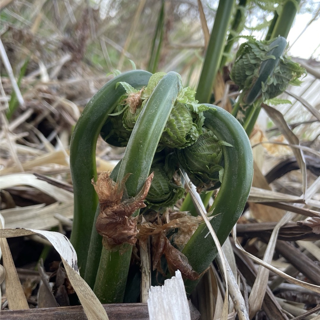 【北海道産】こごみ　500g 食品/飲料/酒の食品(野菜)の商品写真