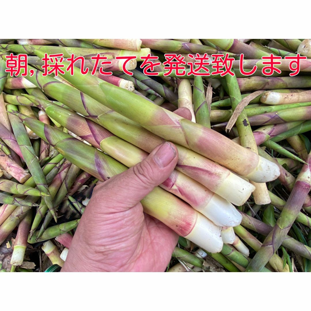 ☆北海道産　ニセコ産根曲がり竹　ネマガリタケ　タケノコ　姫竹　朝採り1.2☆０３ 食品/飲料/酒の食品(野菜)の商品写真