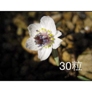 セツブンソウ　節分草　種子　30粒(その他)