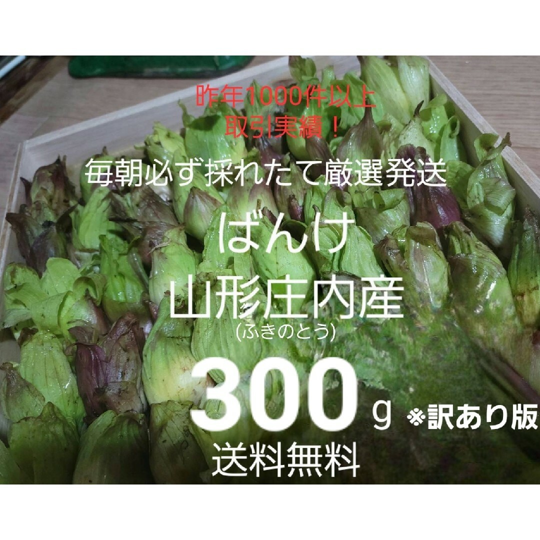 山形鳥海山産　朝摘み天然ばんけ約300g(訳ありふきのとう)蕗の薹　春野菜　山菜 食品/飲料/酒の食品(野菜)の商品写真