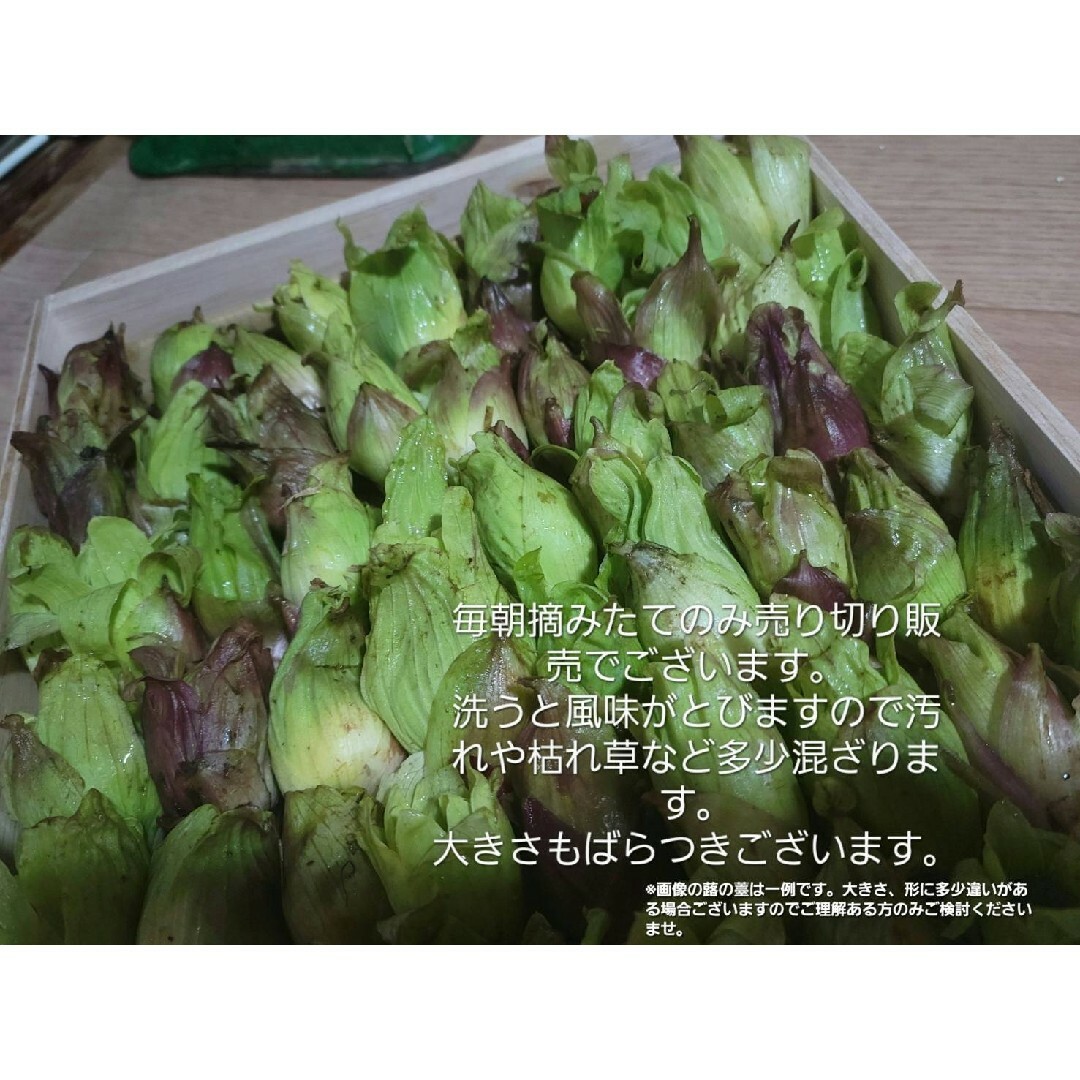 山形鳥海山産　朝摘み天然ばんけ約300g(訳ありふきのとう)蕗の薹　春野菜　山菜 食品/飲料/酒の食品(野菜)の商品写真